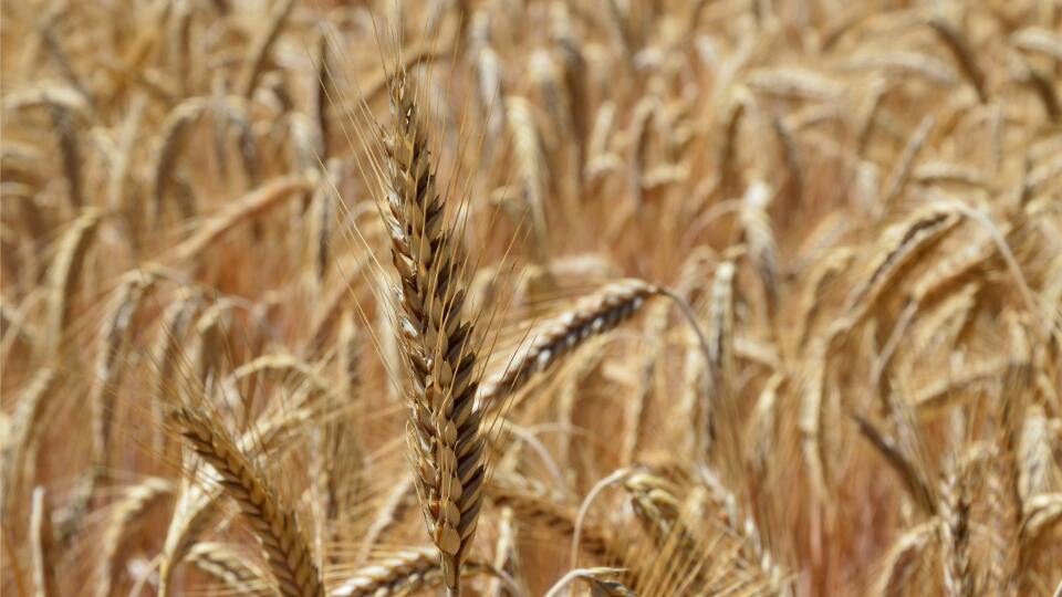 Tahıl koridoru hakkında ne bilmeliyiz?